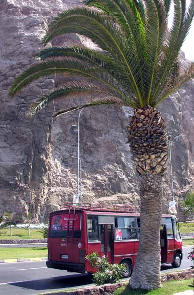 Viajando entre palmeras - Arica
