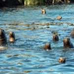 Sea lion congregation