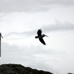 Pelicans at Balmaceda Lighthouse