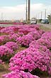 Florido acceso a Lota - Photo: Jorge Gonz�lez