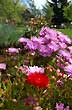 Flores en la palaza de Antuco - Foto: Jorge Gonz�lez