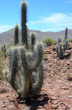 Una de las 2500 especies de cactus - Photo: Marcelo Sola Una de las 2500 especies de cactus - Photo: Marcelo Sola