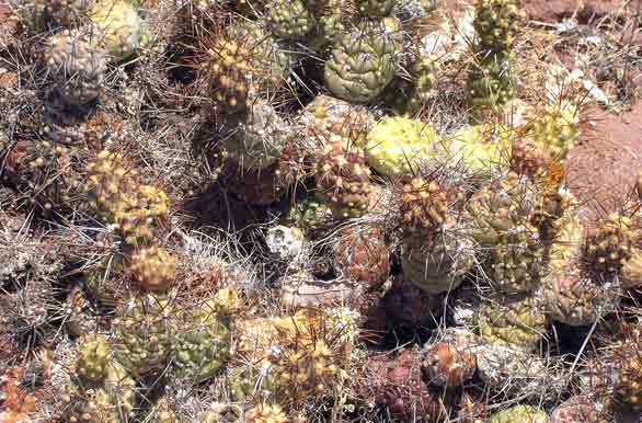 Cactus, originarias de Amrica - Ovalle