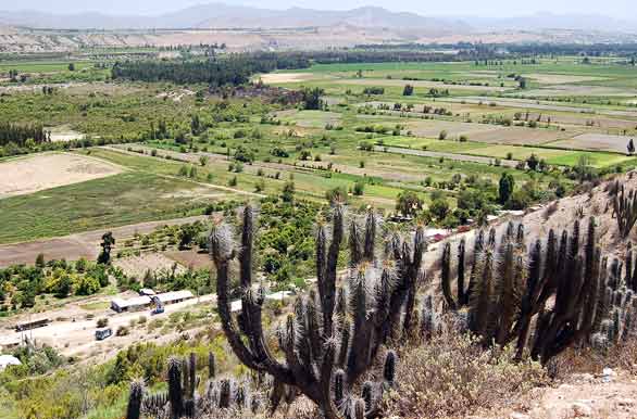 Frtil Valle del Limar - Ovalle
