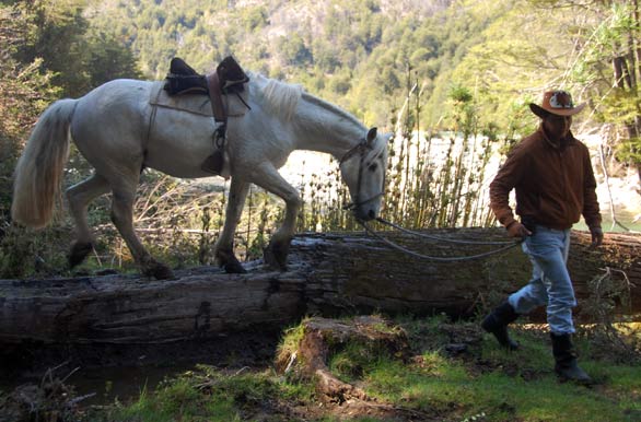 Guiding the horses in Palena - Alto Palena