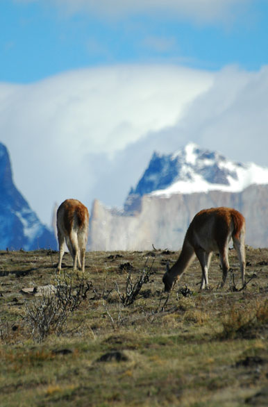 Pastando en el paraiso - Puerto Natales / Torres del Paine