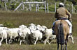 Producci�n lanar - Photo: Marcelo Sola