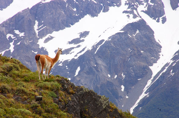 Tpica fauna - Puerto Natales / Torres del Paine