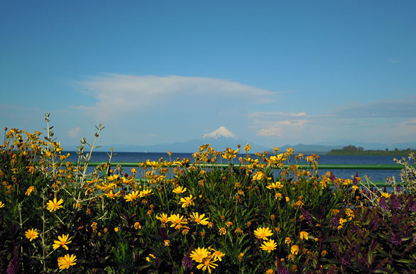 Flores, lago y volcn - Puerto Varas