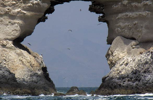 Aves en La Portada - Antofagasta