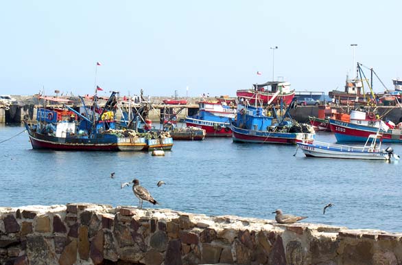Puerto pesquero - Antofagasta