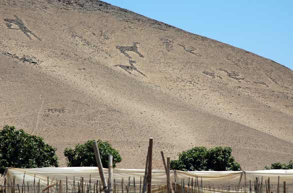 Geoglifos quebrada de Tiliviche - Arica
