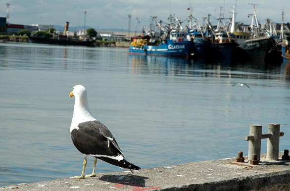 Puerto de pescadores, Talcahuano - Concepción