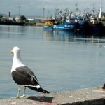 Puerto de pescadores, Talcahuano