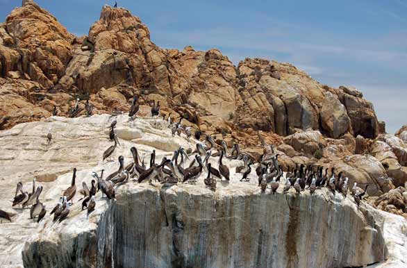 Pelícanos en la Isla de los lobos - Coquimbo