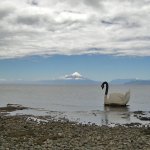 Lago Llanquihue y estatua de cisne de cuello negro