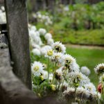 Flores del campo, Llanquihue