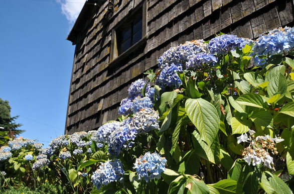 Alerce y hortensias - Llanquihue