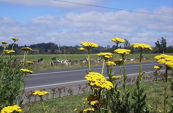 Campo, ganado y flores - Osorno / Puyehue