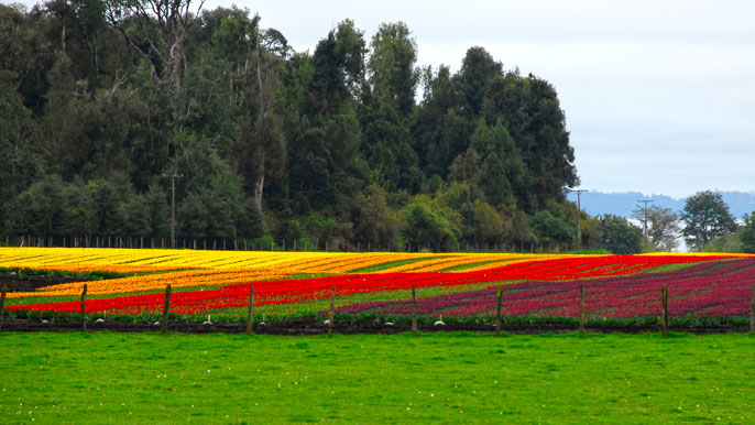 Panorama de tulipanes - Osorno / Puyehue