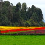Panorama de tulipanes