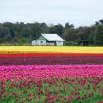Arco iris de tulipanes
