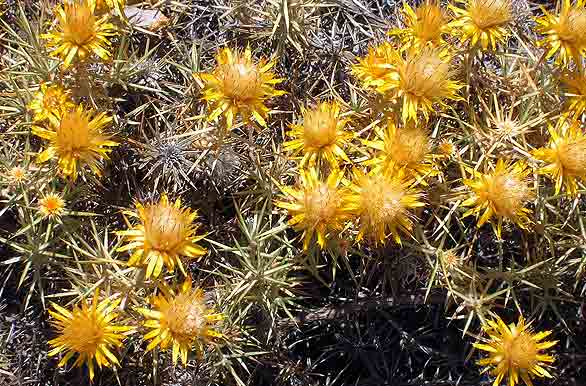 Variedad de cactus - Ovalle