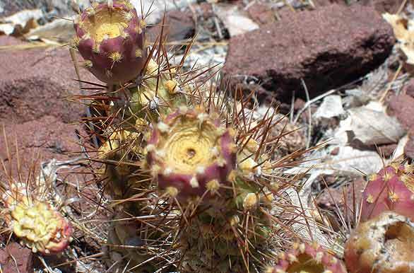 Plantas primitivas y resistentes - Ovalle