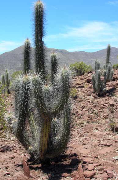 Una de las 2500 especies de cactus - Ovalle
