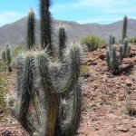 Una de las 2500 especies de cactus