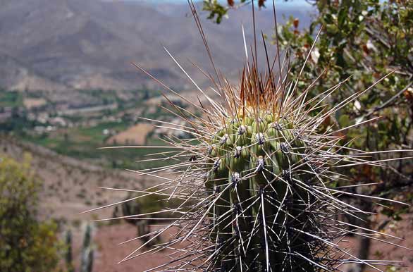 Cactus, plantas suculentas - Ovalle