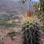 Cactus, plantas suculentas