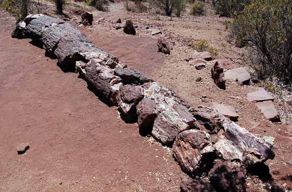 rboles petrificados - Ovalle