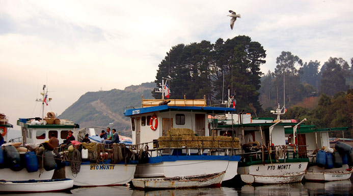 Pescadores de Puerto Montt - Puerto Montt