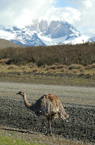 Avistaje de avifauna - Puerto Natales / Torres del Paine