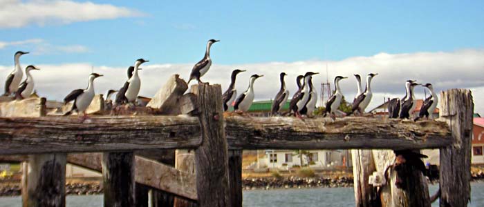 Colonia de cormoranes en el puerto - Puerto Natales / Torres del Paine