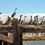 Colonia de cormoranes en el puerto