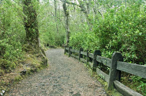 Sendero a Los Pilleyos - Puerto Varas