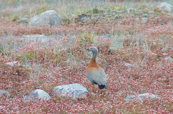 Cauqun y siempre viva - Punta Arenas