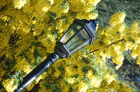 Farol en la plaza - Punta Arenas