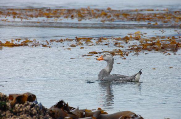 Avifauna fueguina - Punta Arenas