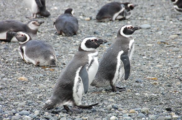 Pingüinos magallanicos - Punta Arenas