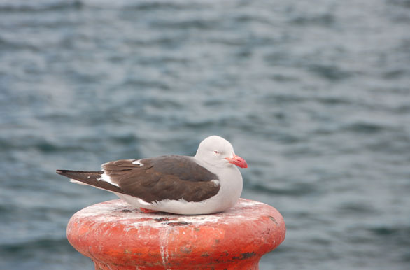 Gaviota en el puerto - Punta Arenas