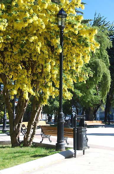 Plaza de Armas - Punta Arenas