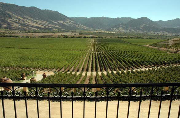 Viñas Santa Cruz - Rancagua