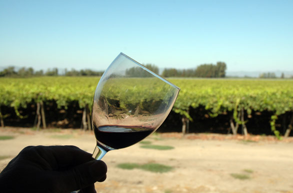 Vino y vides - Rancagua