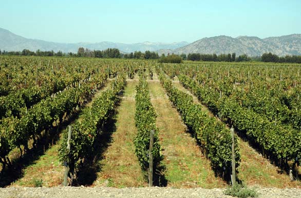 Vides de Colchagua - Rancagua